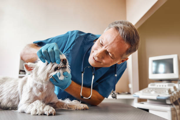 Best Emergency Care for Gum Disease in Olathe, KS